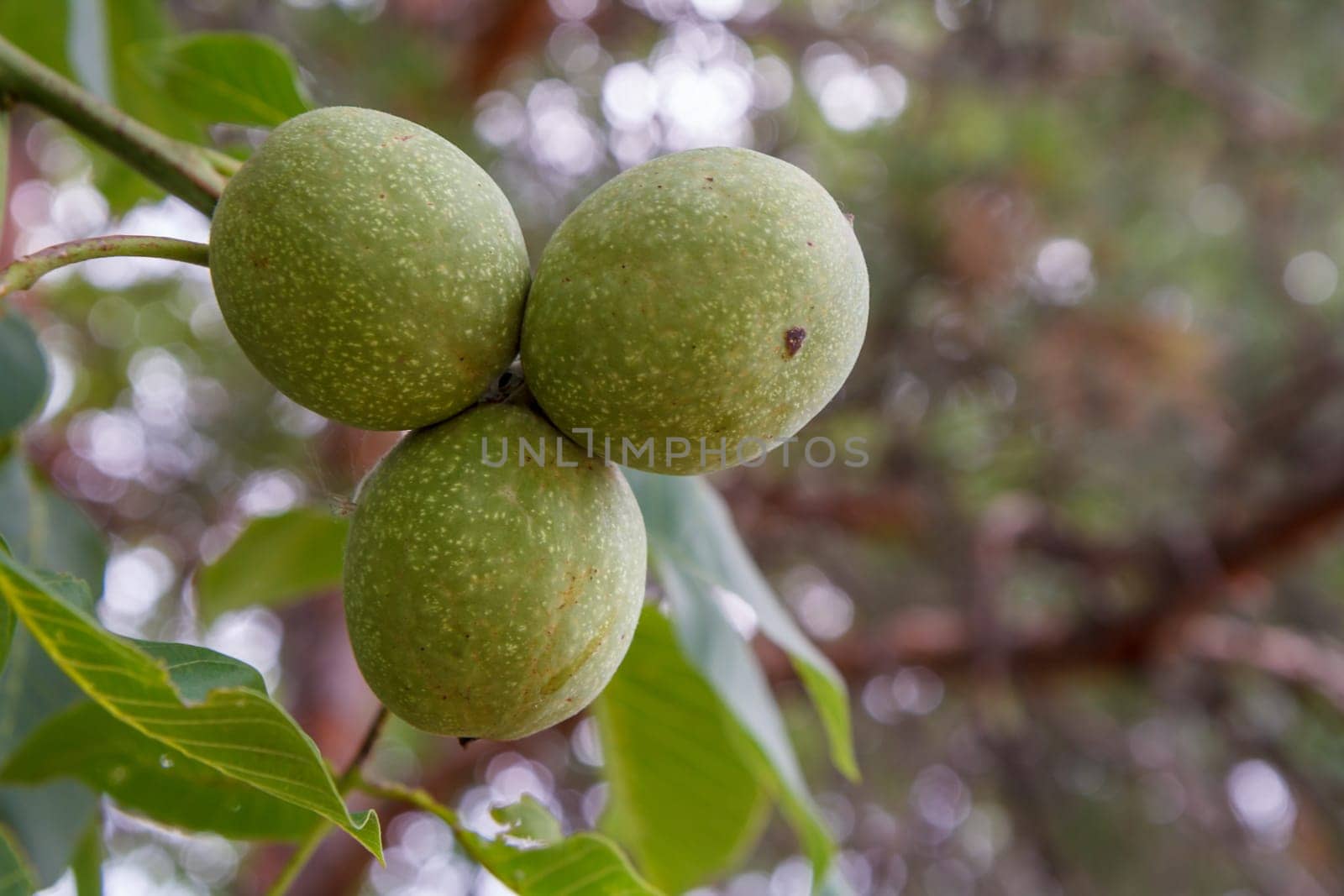 Close-up view of green unripe walnuts on a tree with an orchard on the blurred background.