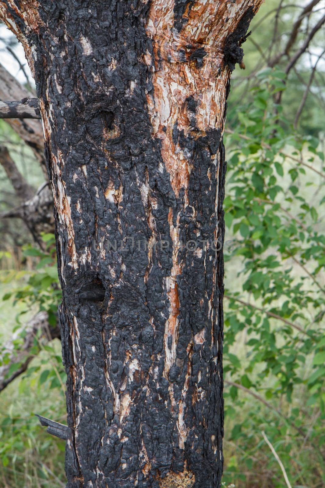 Pine trunk that charred in the fire with forest on the background.