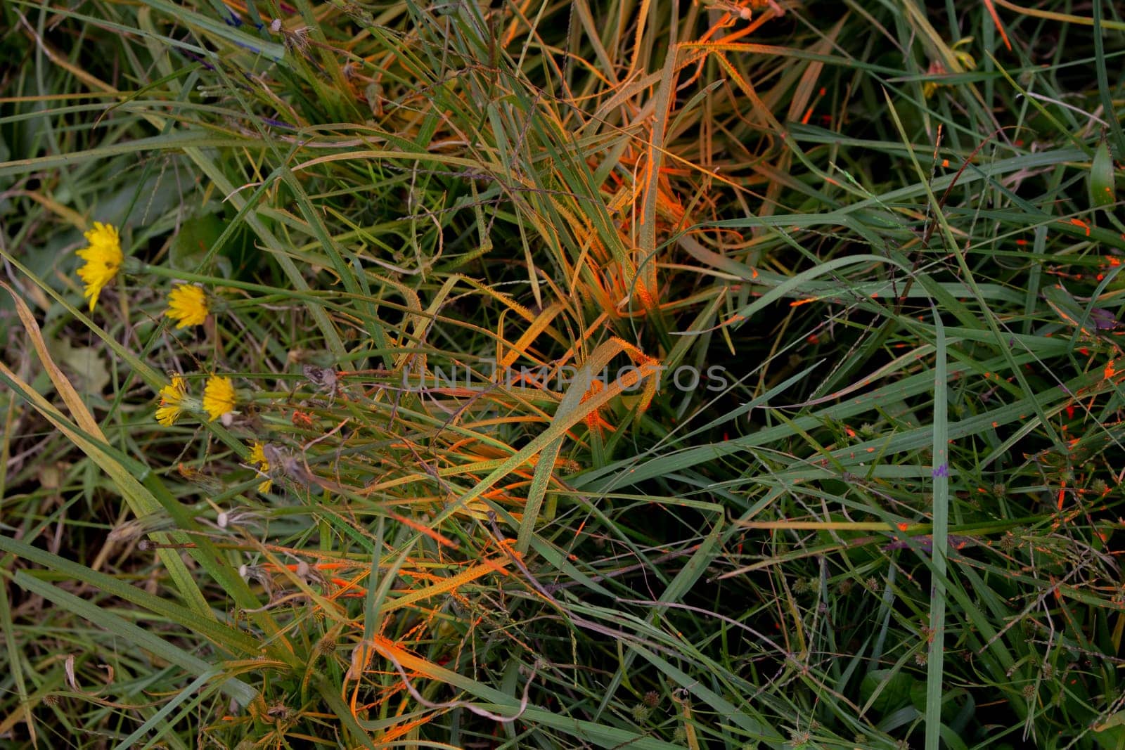 green grass with an orange stripe of spray and a small yellow flower. High quality photo