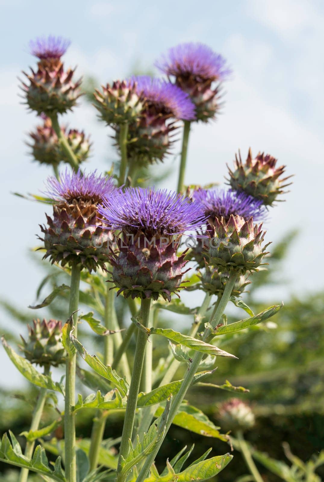 group of artichoke flowers in purple with green in garden