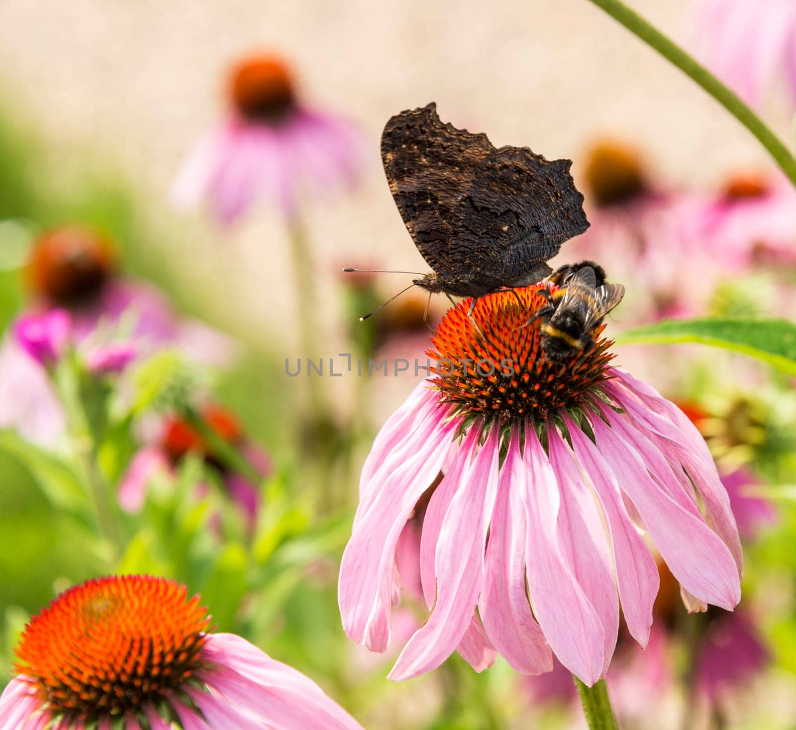 Echinacea purpurea with butterfly by compuinfoto