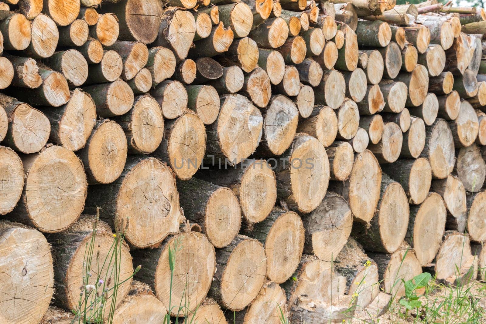 wooden trunks in the forest ready for firewood or transport to industry