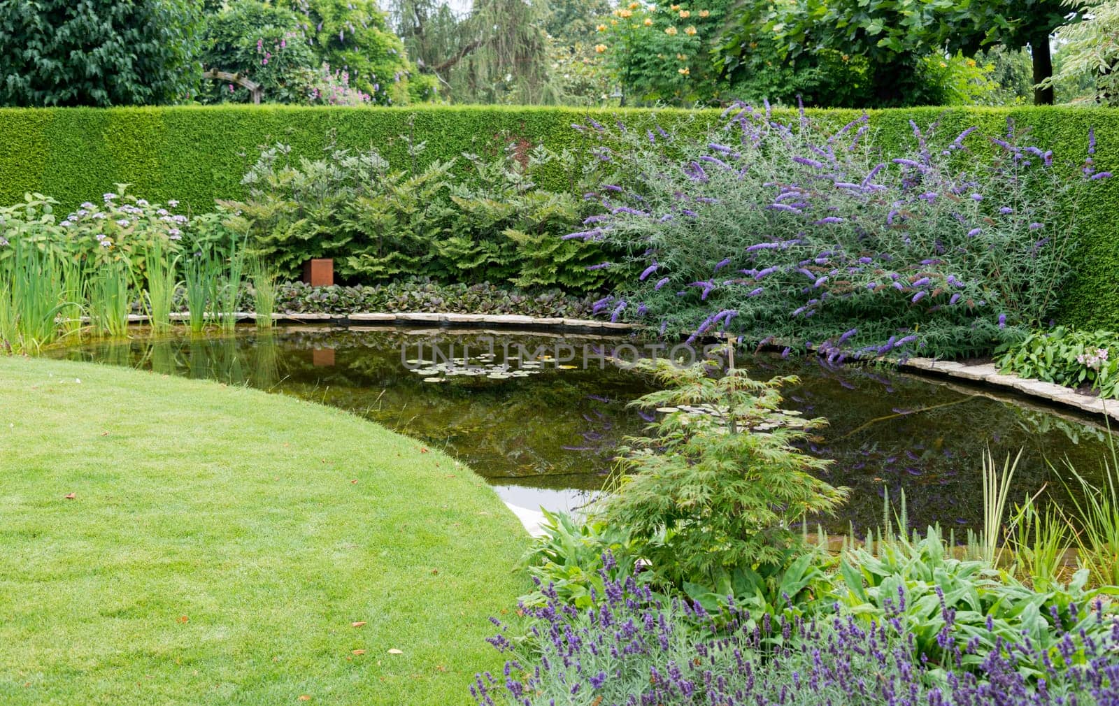 english garden with green grass near a small water and plants flowers like buddleja