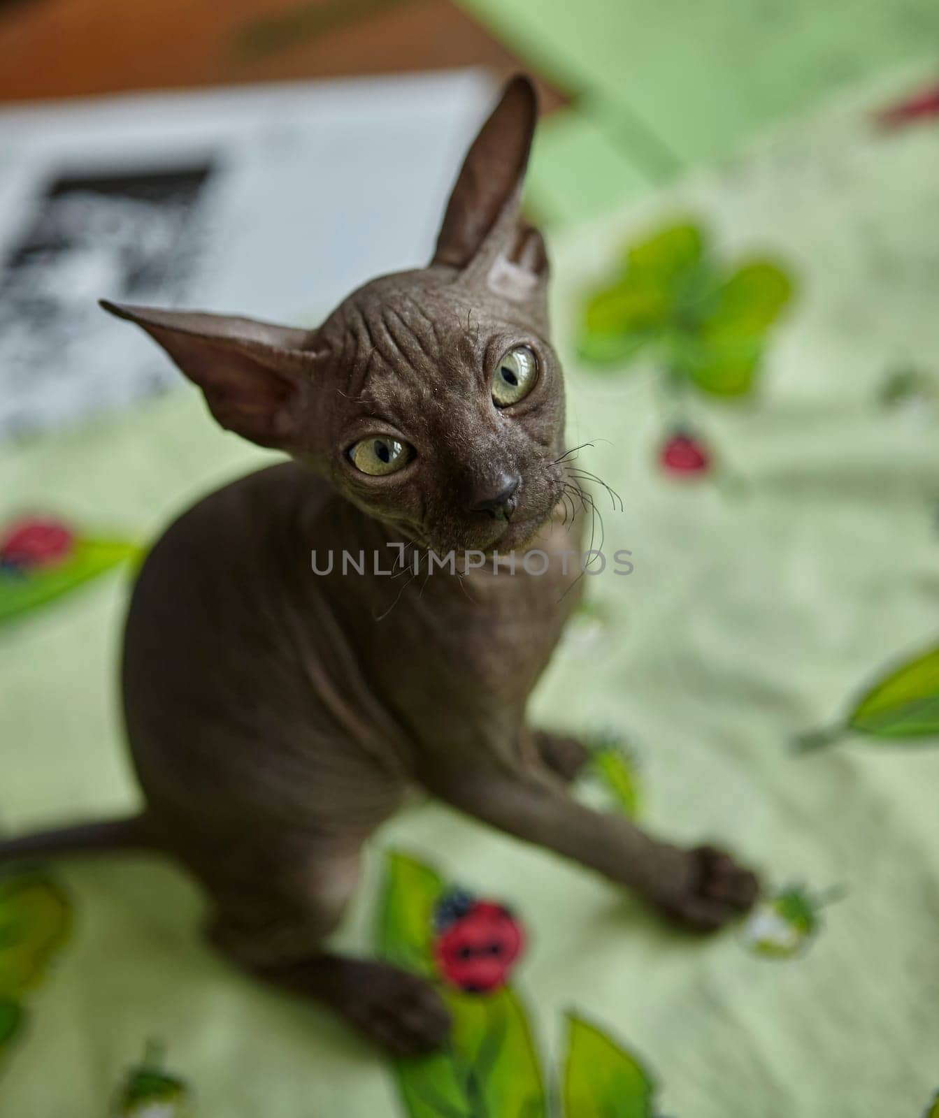 Charming gray Sphynx kitten roams on the table of the art workshop. Baby animal.