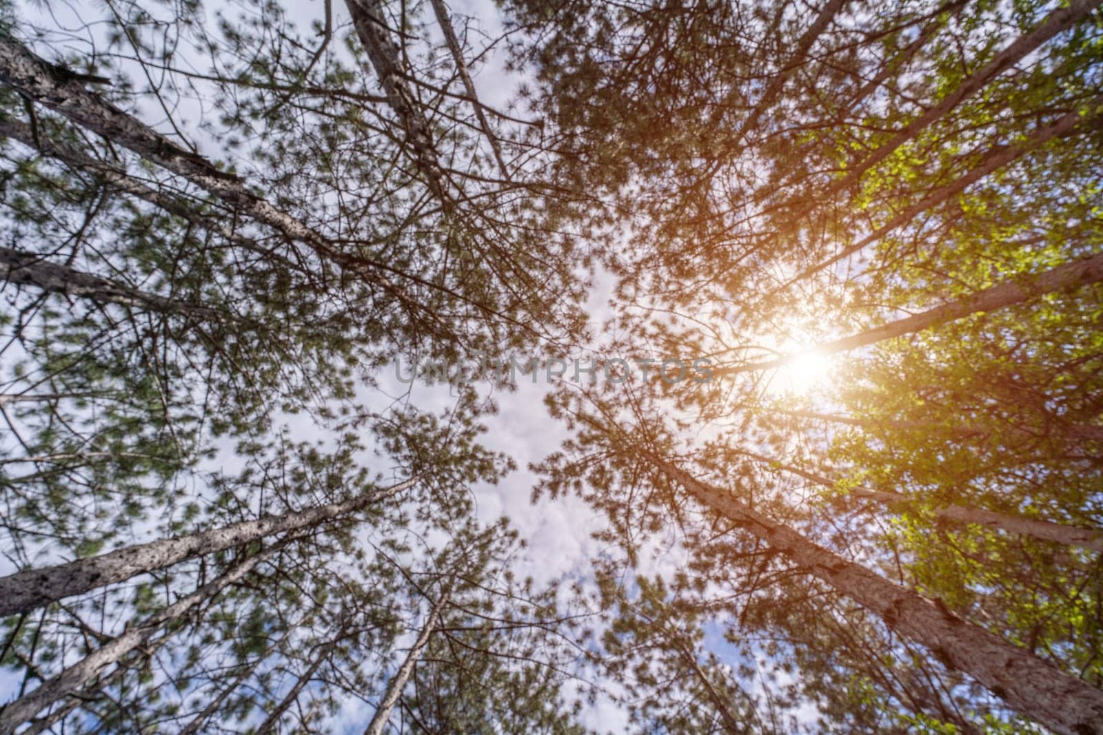 With a view from the bottom of the tree canopy, a photograph showcases the peaceful and calming atmosphere of a forest, inviting viewers to immerse themselves in nature