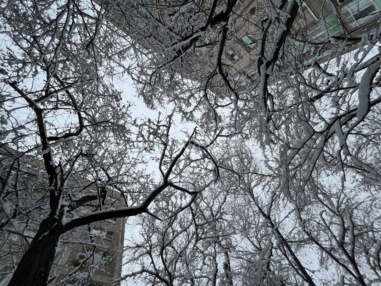 close-up of white snow on tree branches on a frosty winter day.