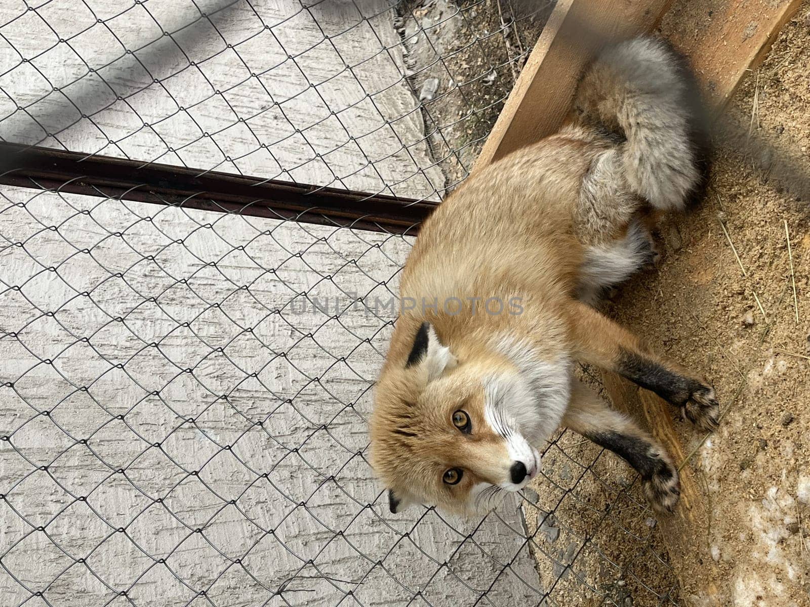 a fox in a cage. a domestic fox is sitting in an outdoor enclosure by Pukhovskiy