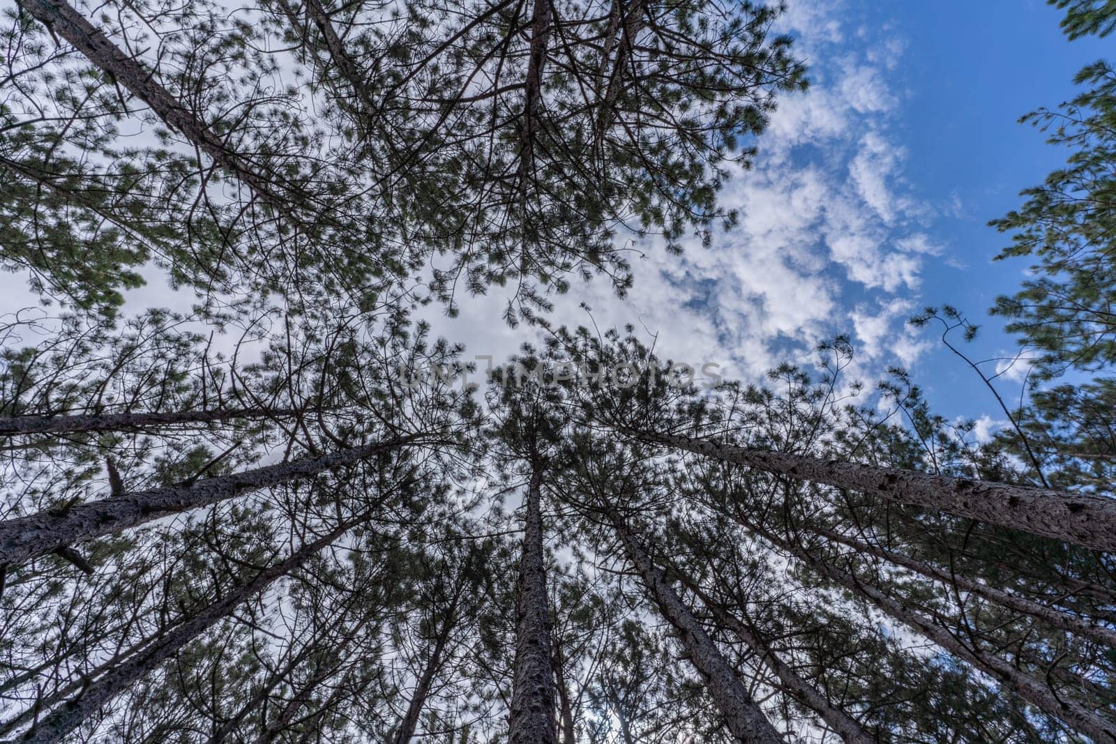 forest with a view from the bottom of the tree canopy, a photograph showcases the peaceful and calming atmosphere of a forest, inviting viewers to immerse themselves in nature. by Matiunina