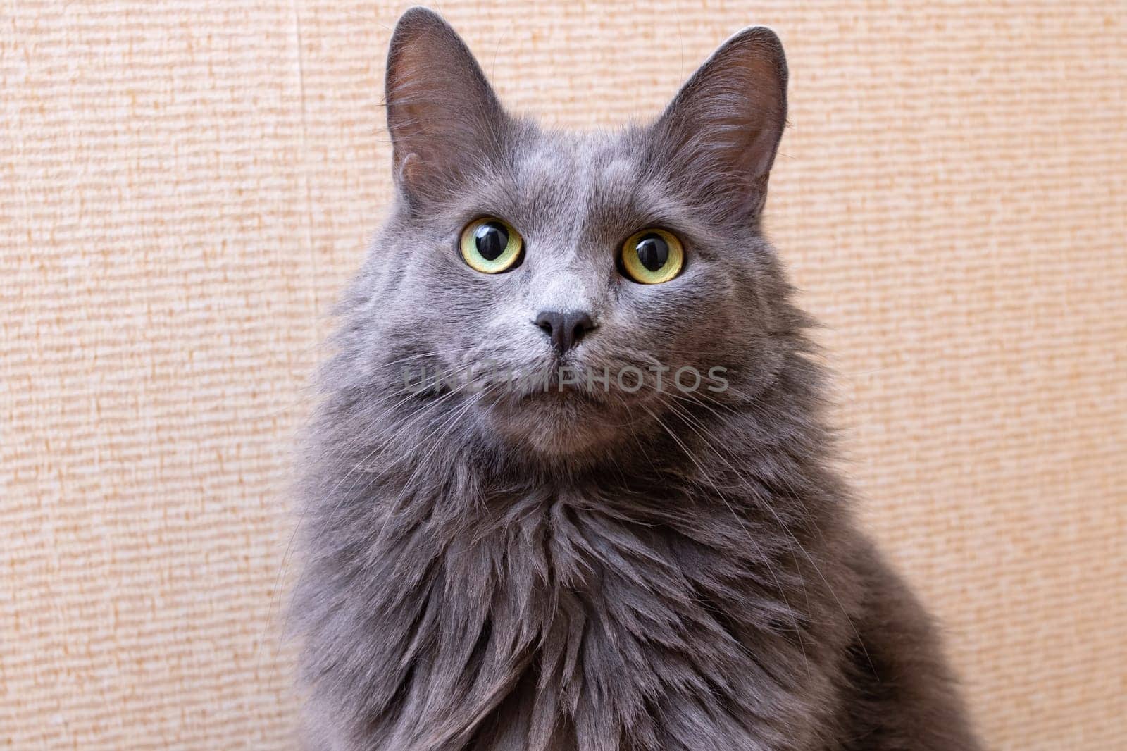 Gray fluffy big cat at home, close up portrait