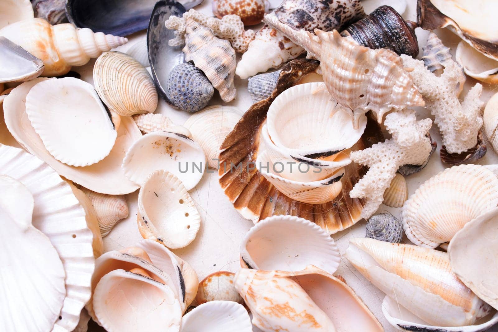 Background or texture of different seashells close up