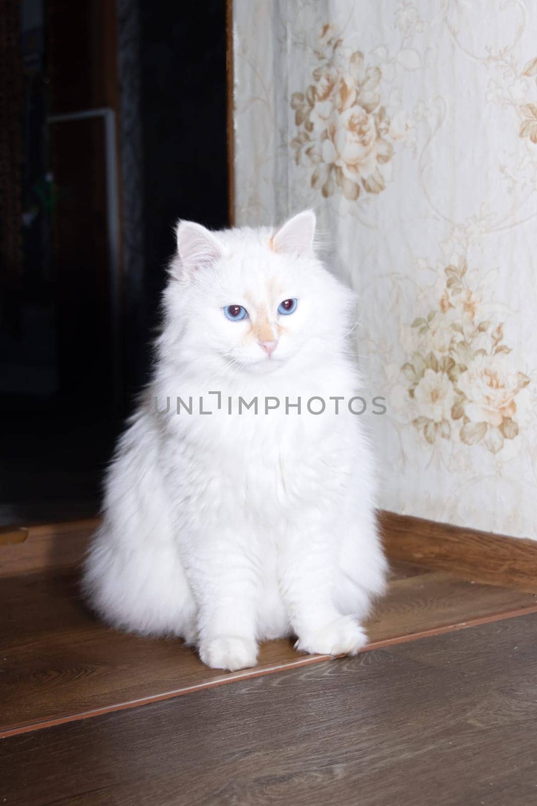 A white fluffy cat peeks out from around the corner close up