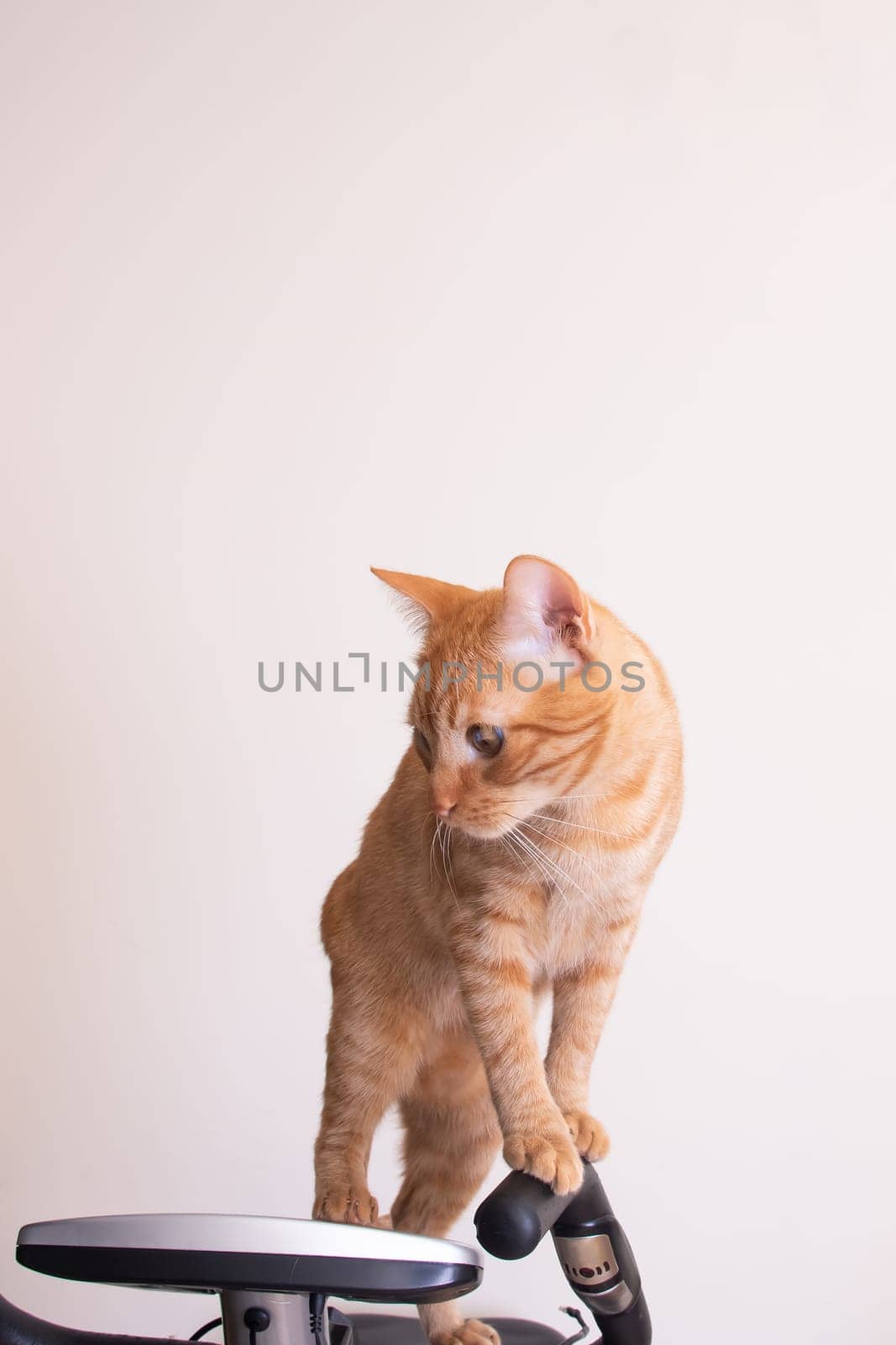 Funny cat gnawing on the wire of an exercise bike