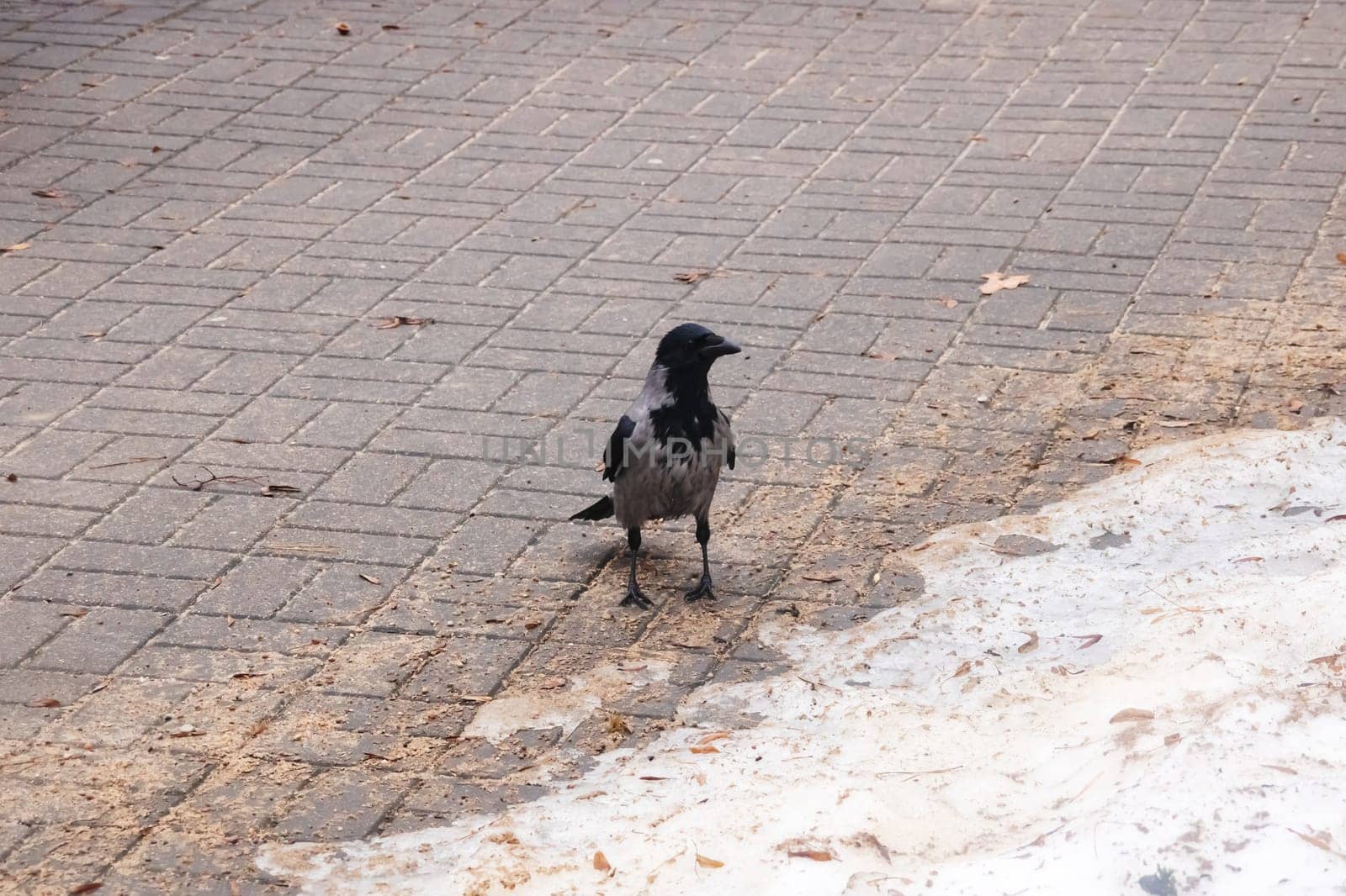 Grey crow on the dirty snow close up
