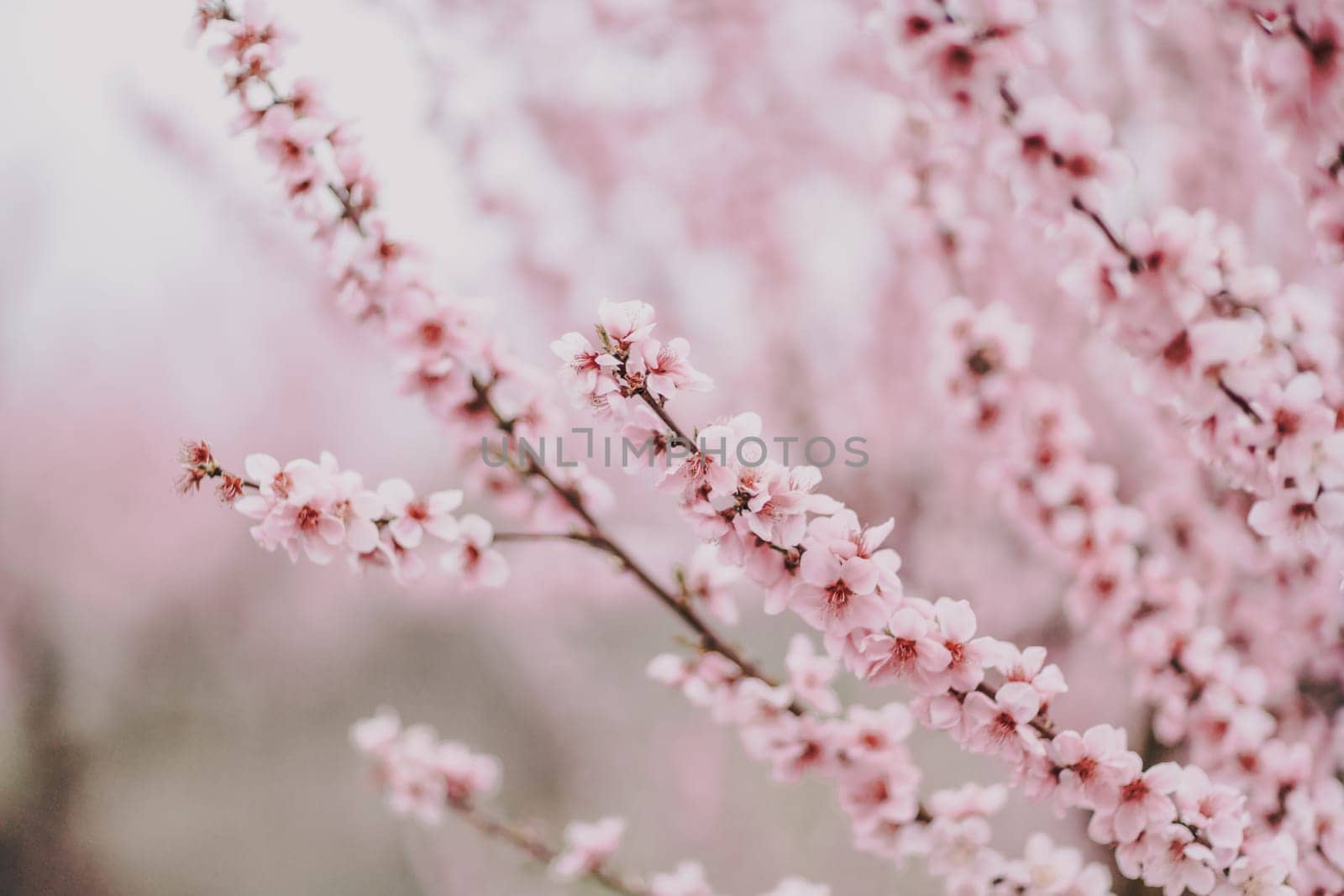 A peach blooms in the spring garden. Beautiful bright pale pink background. A flowering tree branch in selective focus. A dreamy romantic image of spring. Atmospheric natural background.