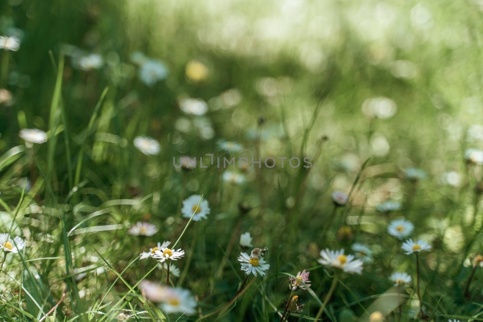 field of spring daisy flowers, natural background by Matiunina