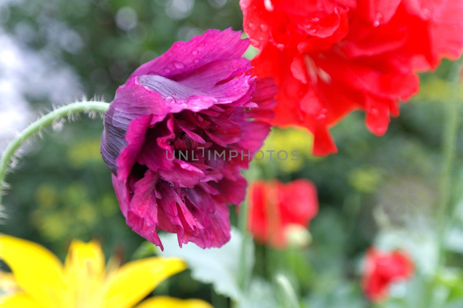 Purple big poppy flower in garden