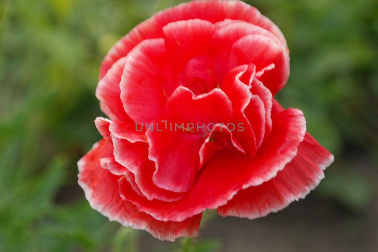 Red big poppy flower in garden