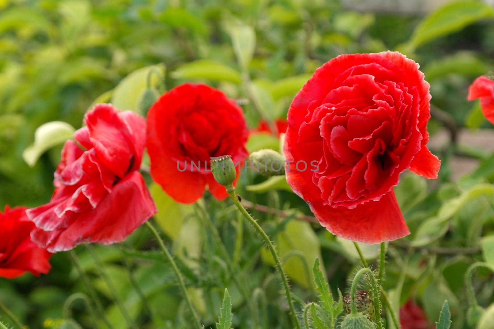 Close up of beautiful, red, blooming poppies in a natural field by fireFLYart