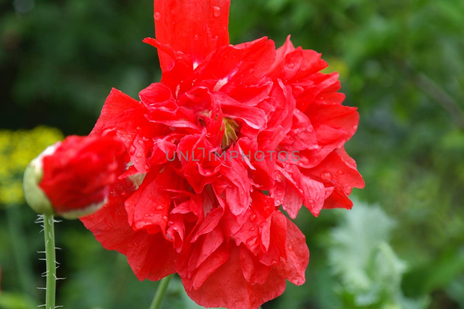Red big poppy flower in garden
