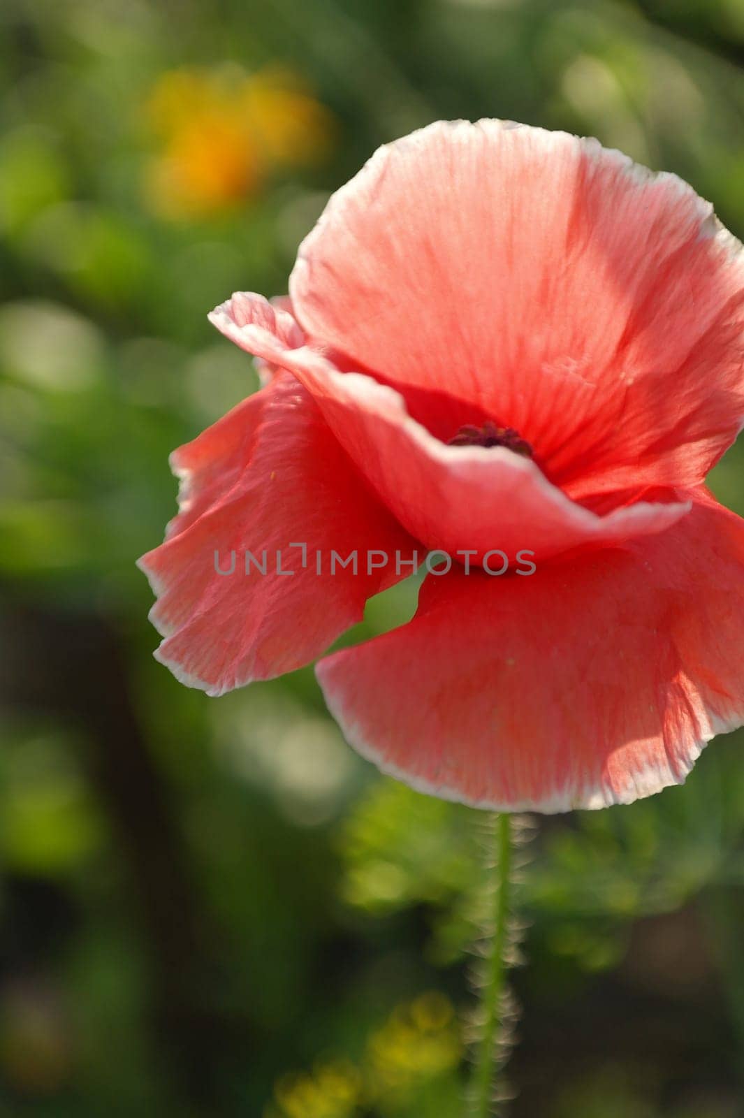 Close up of beautiful, red, blooming poppies in a natural field by fireFLYart