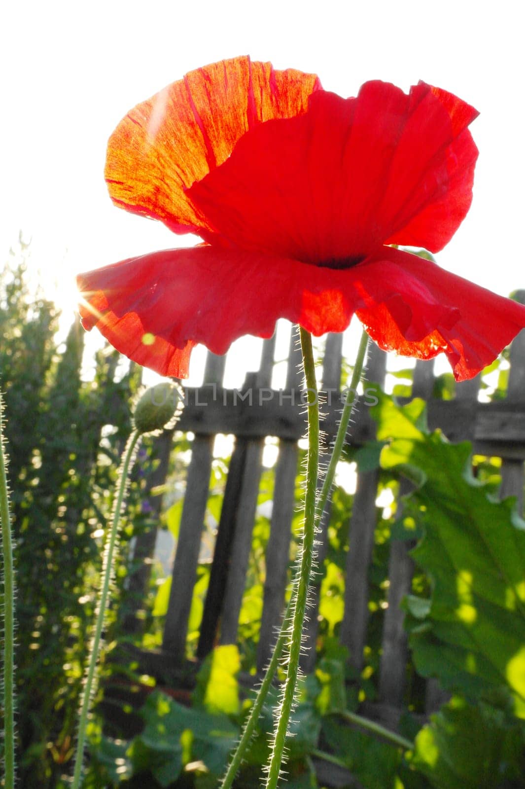 Close up of beautiful, red, blooming poppies in a natural field by fireFLYart