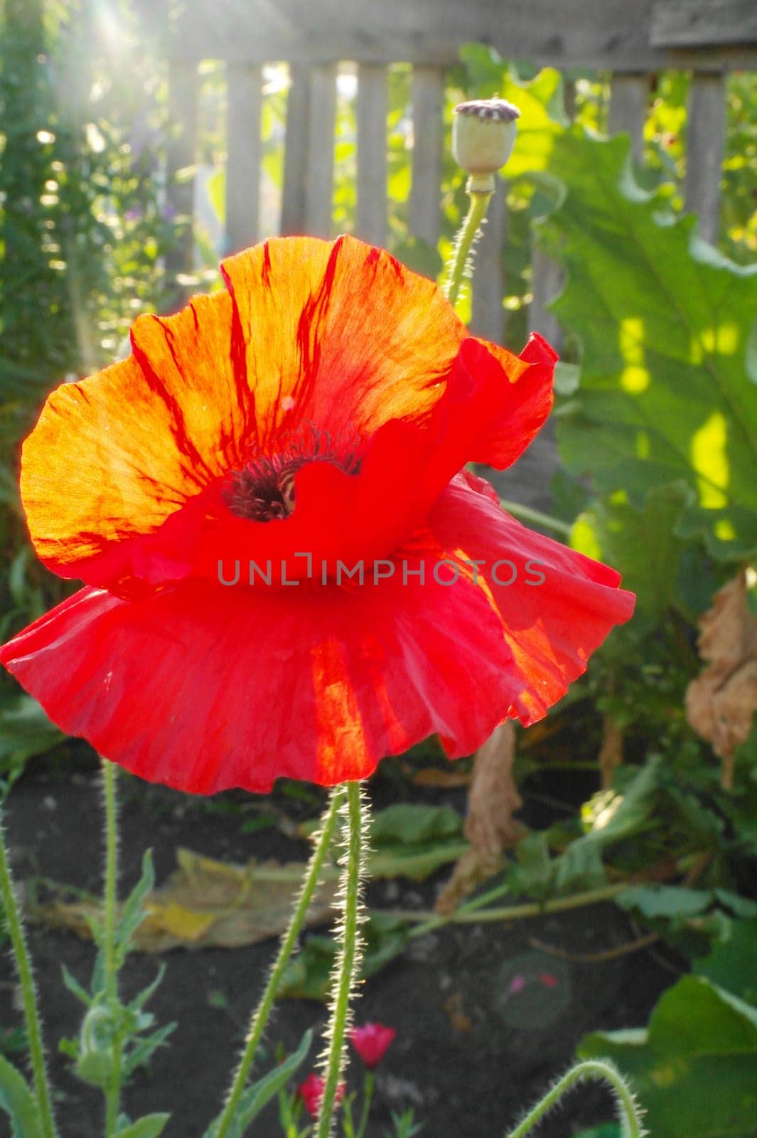 Close up of beautiful, red, blooming poppies in a natural field by fireFLYart