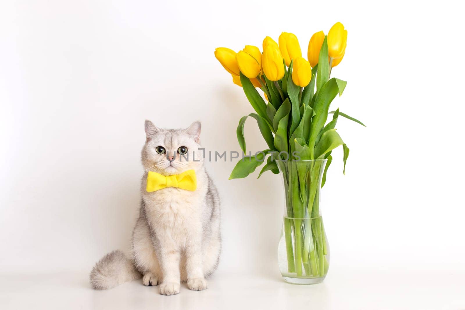 Cute white British cat in a yellow bow tie, sitting next to a glass vase with a bouquet of yellow tulips, on a white background, look at camera. Copy space