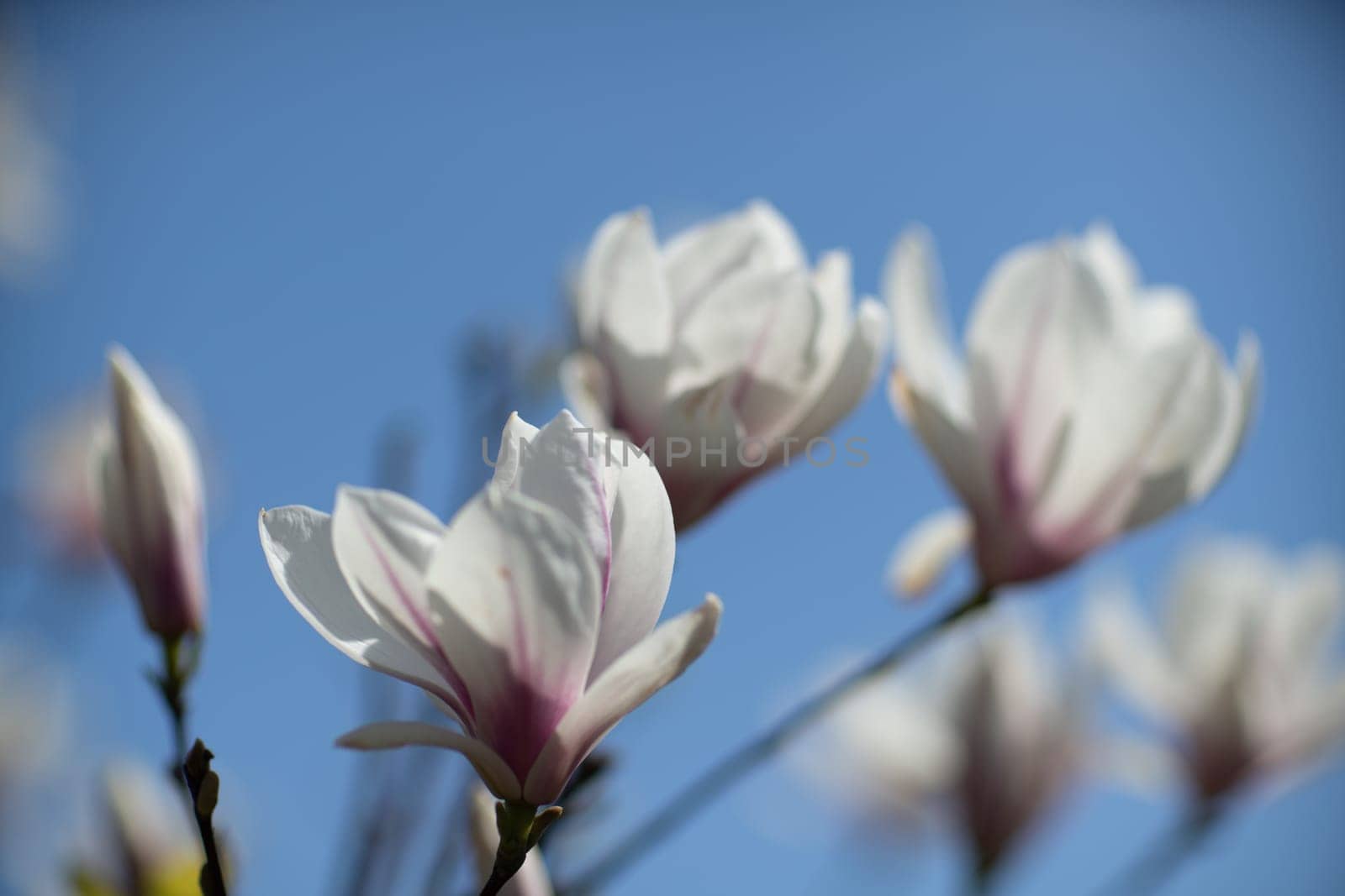 White Magnolia flower blooming on background of blurry white Magnolia on Magnolia tree by Matiunina