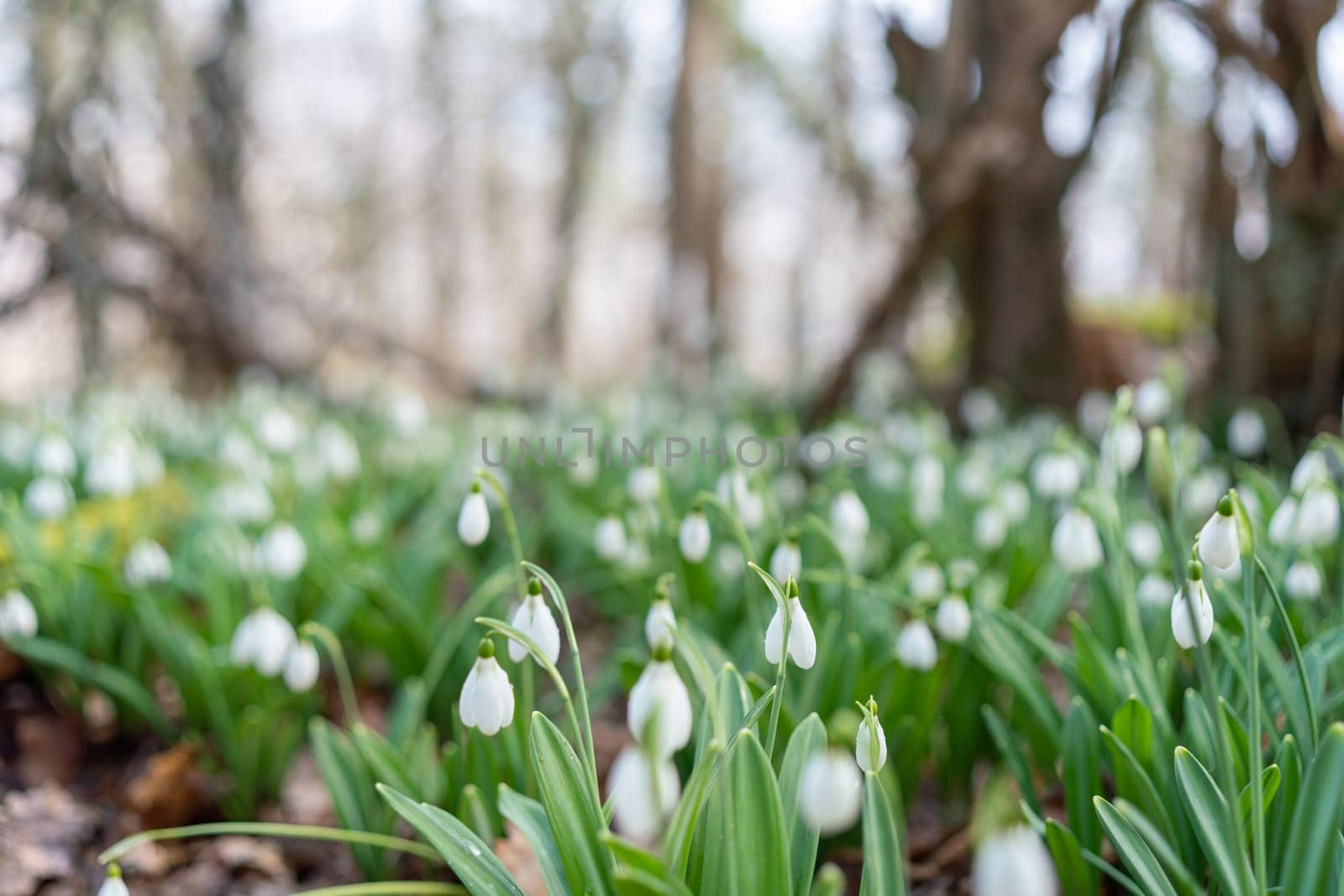 White snowdrops in the early spring in the forest. Beautiful footage of galanthus commonly known as snowdrop by Matiunina