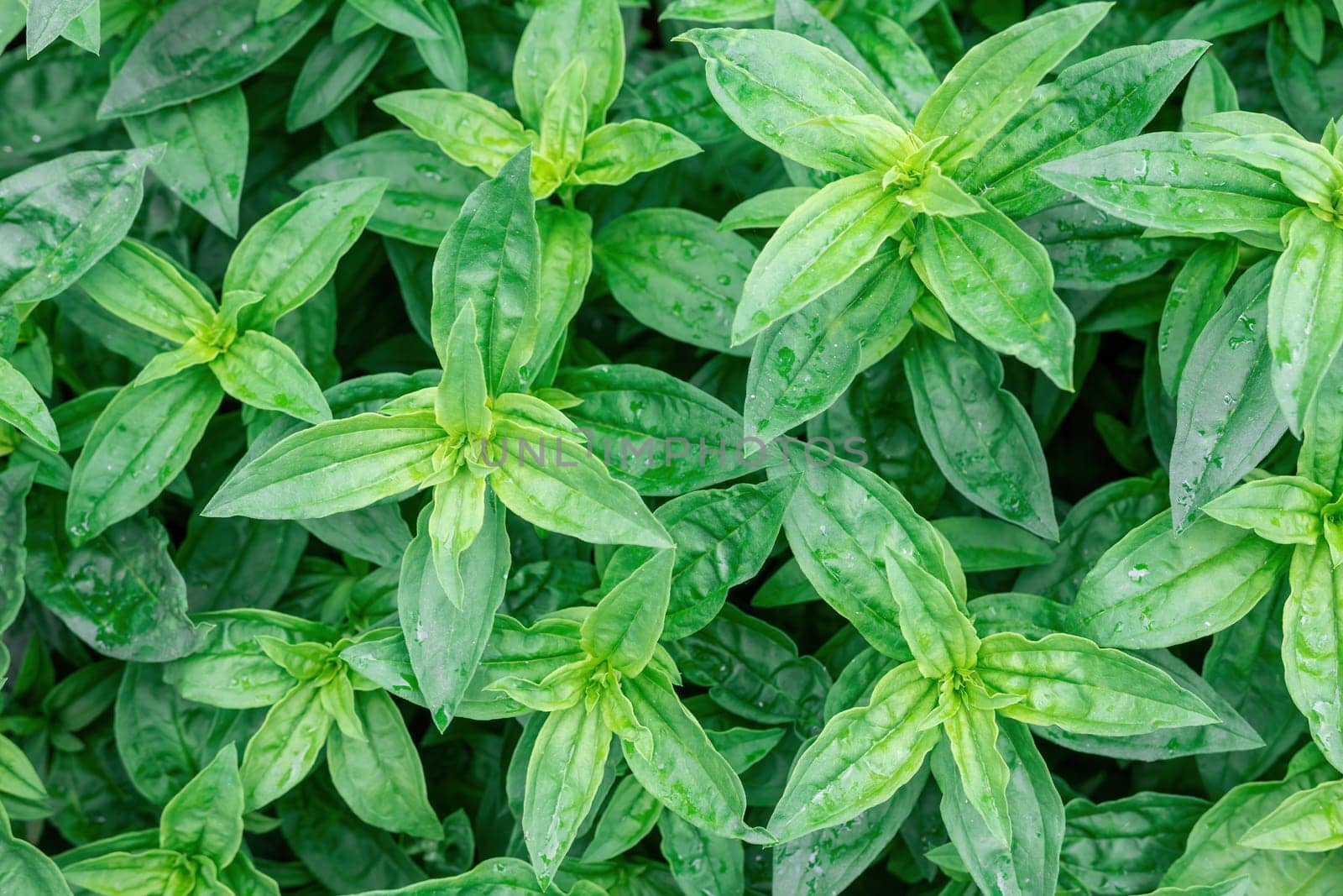 Nature of green leaf with water drops in garden at summer for background and wallpaper. Green leaves plants using as spring background cover page environment ecology or greenery wallpaper by panophotograph