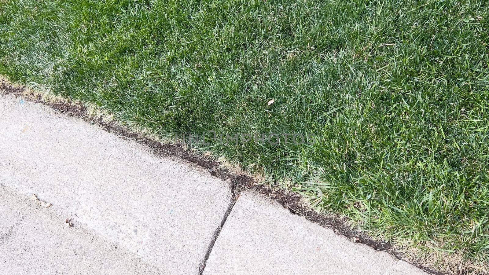 Closeup of a green lawn freshly cut and re-seeded in summer.