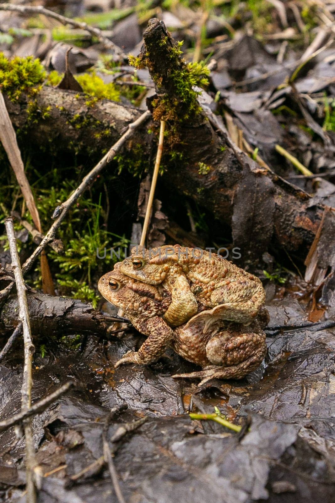 Closeup of two mating green frogs. European pool frogs mate. Amphibians and reptiles