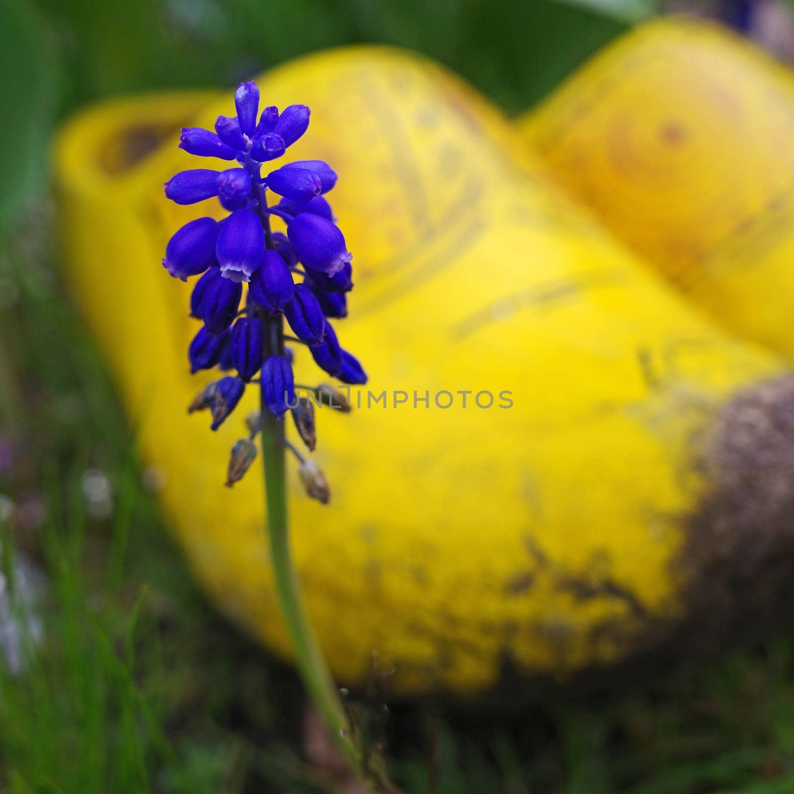 Genuine Dutch wooden clogs blurred behind a blue grape hyacinth flower