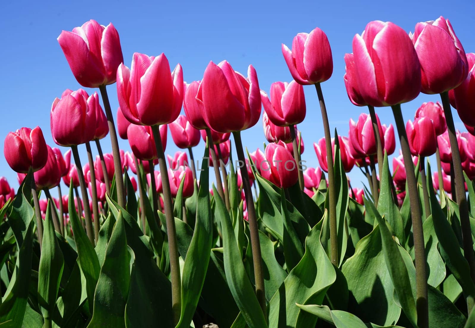 Pink tulips with a white rim in a tulip field against a blue sky
