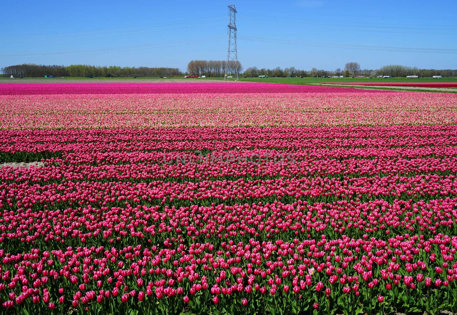 Pink Tulip Field in the Netherlands by WielandTeixeira