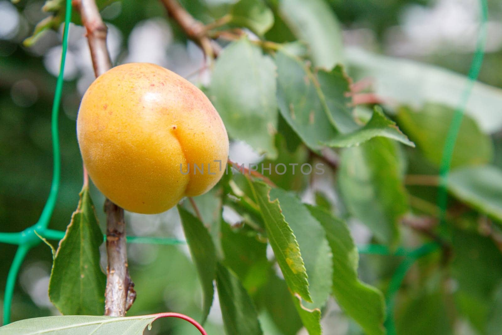 Apricot on branch of the tree in the orchard. by mvg6894