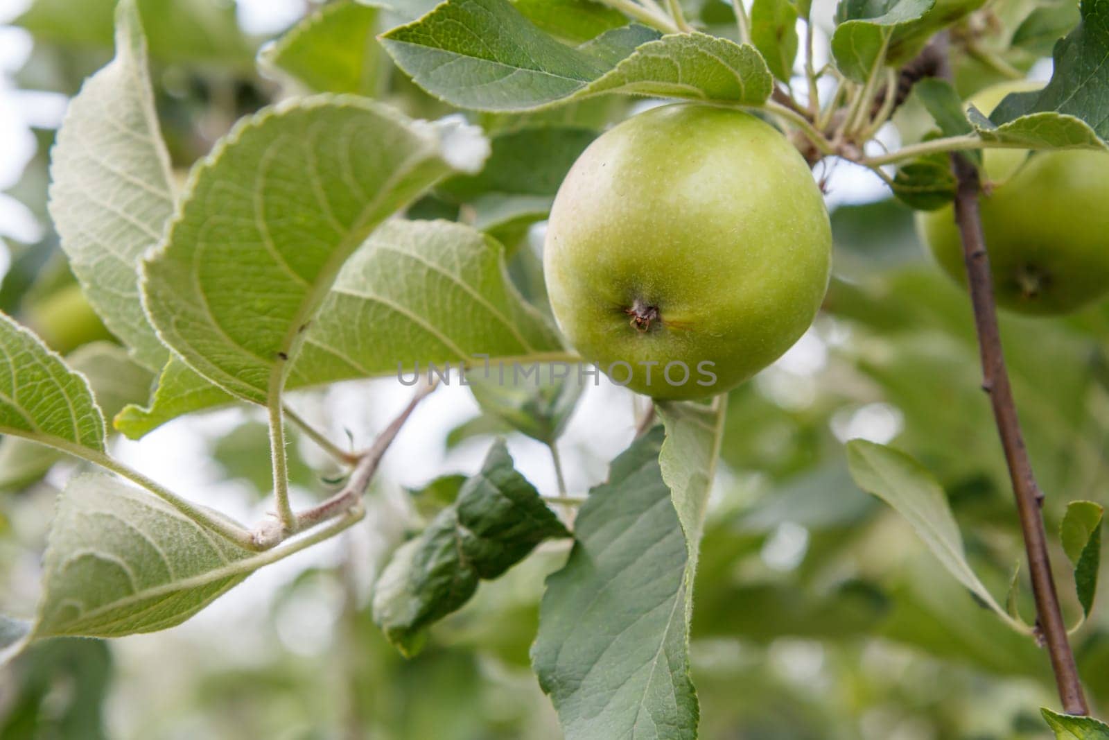 Close-up view of green unripe apple on the tree in the garden in summer day with natural blurred background. Shallow depth of field.