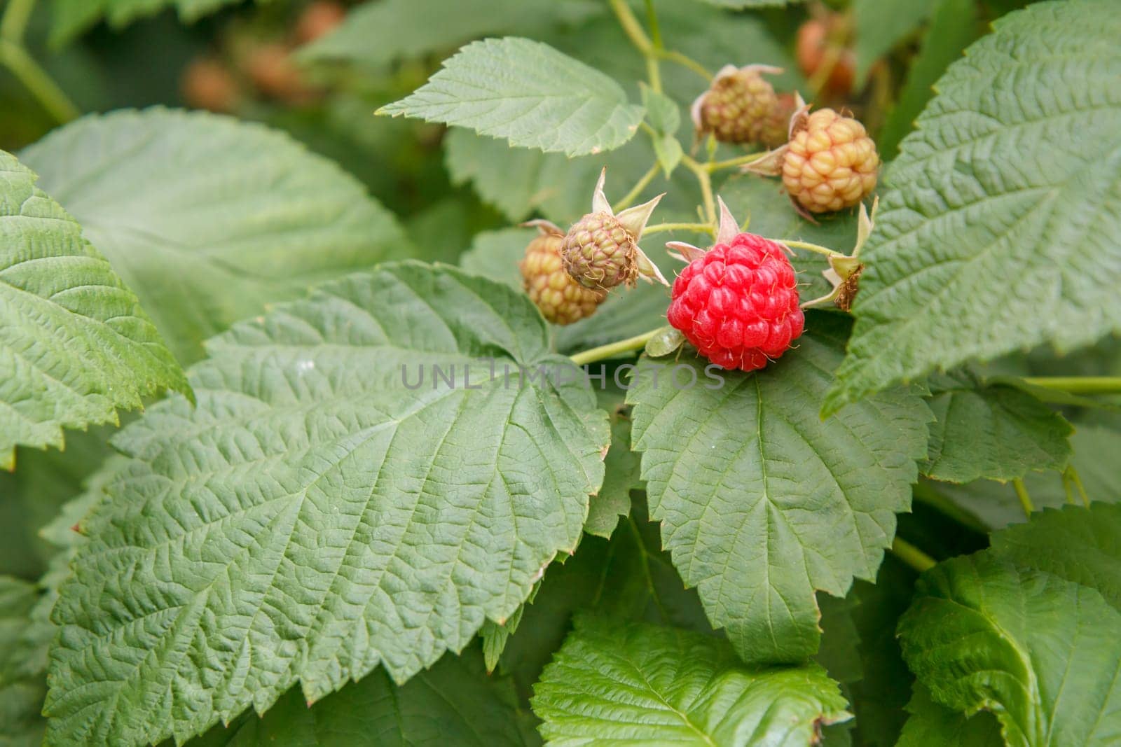 Close-up view of the ripe and unripe raspberries in the fruit garden with green leaves on the background. Shallow depth of field.