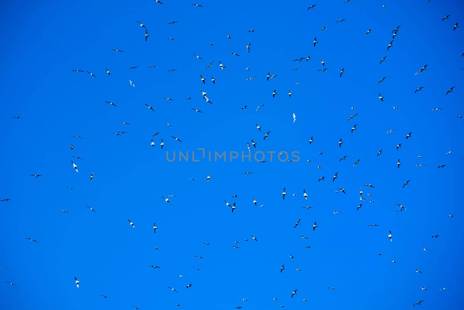 Flock of seagulls in blue sky by fotografiche.eu