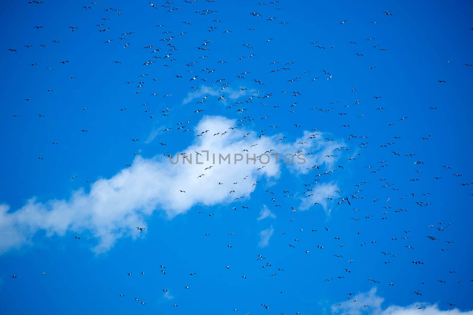 The flight of a flock of seagulls in the blue sky 