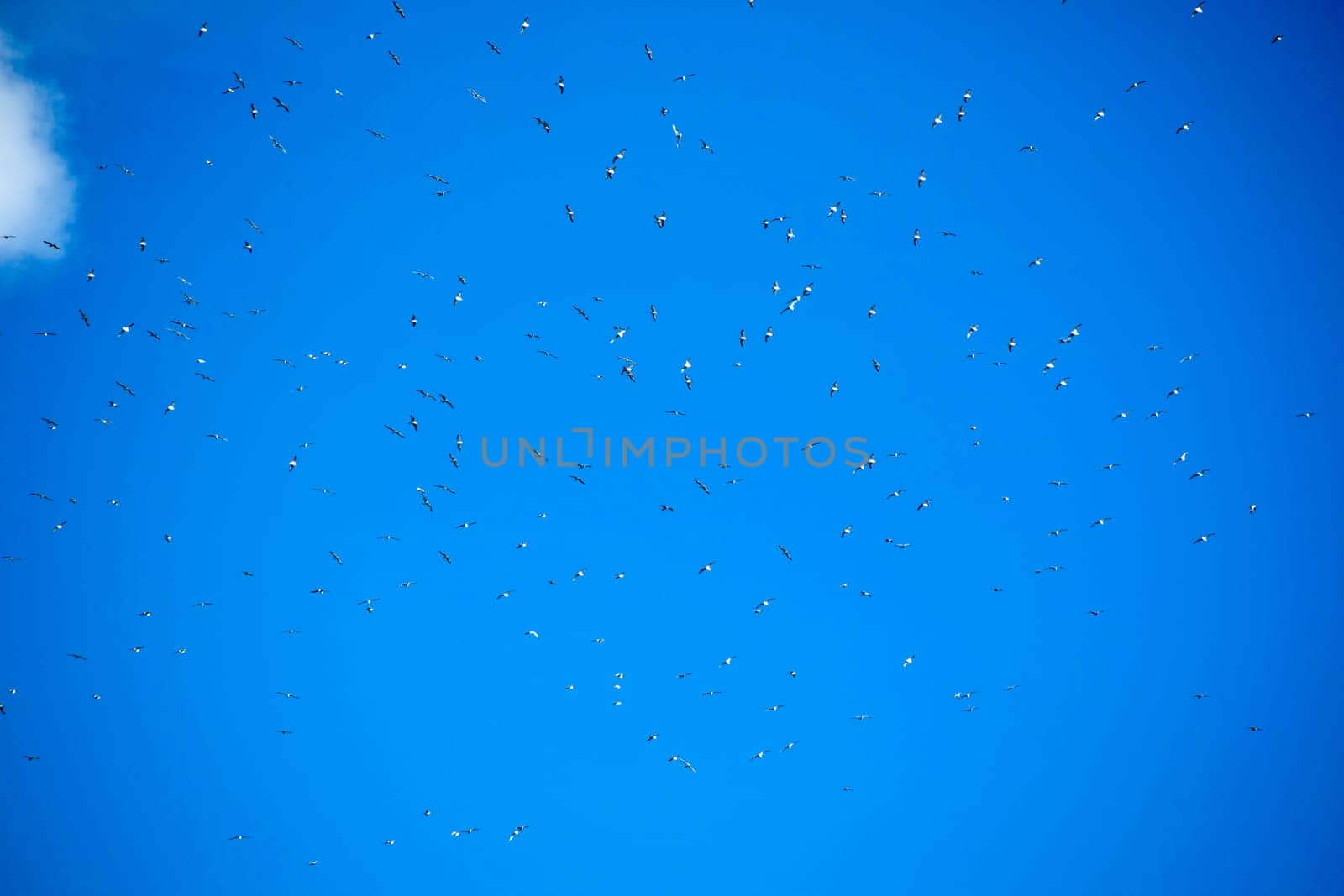 Flock of seagulls in blue sky by fotografiche.eu