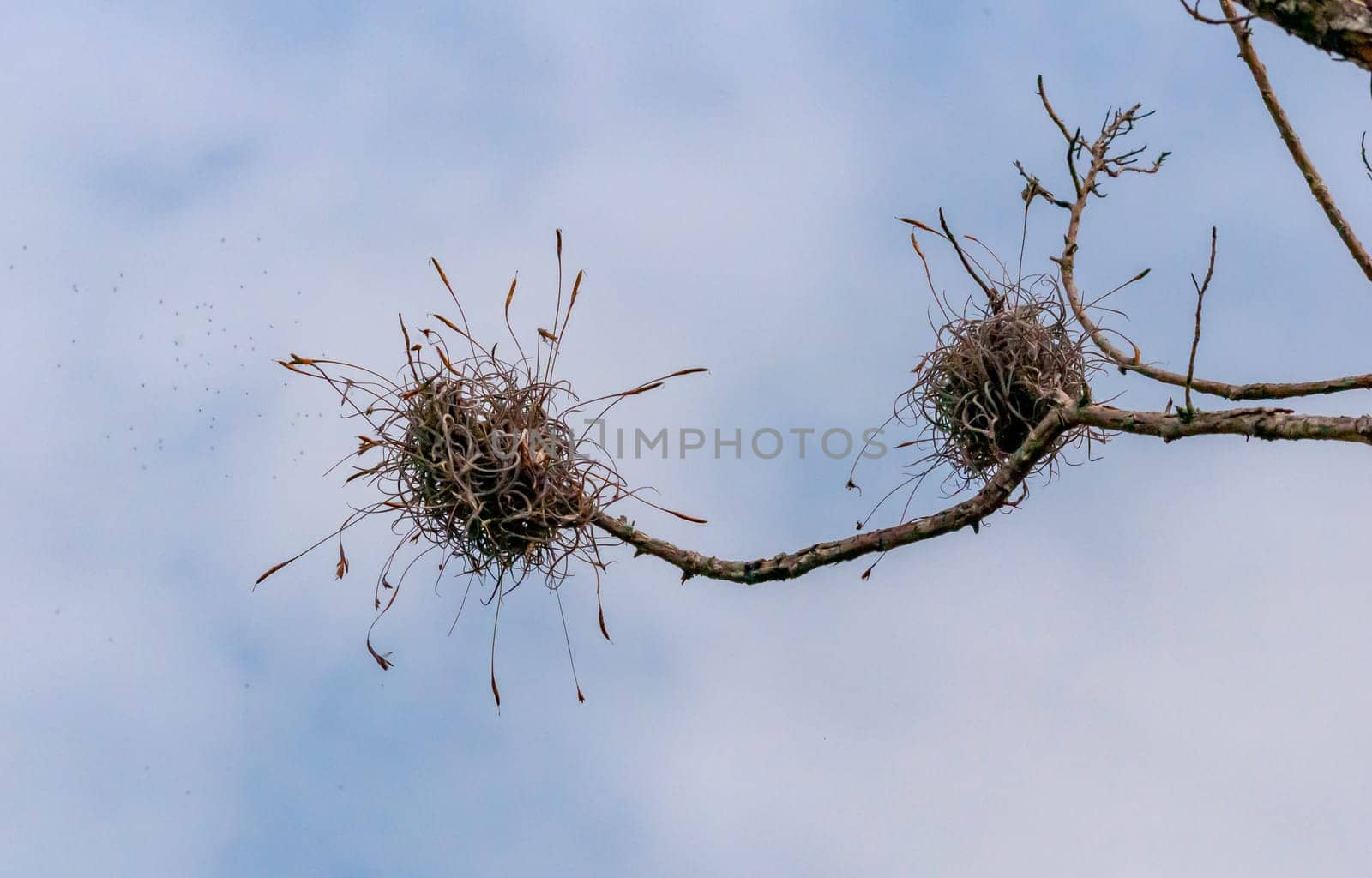 Flowering bushes of the epiphytic plant of Tillandsia on a tree branch, Texas, USA