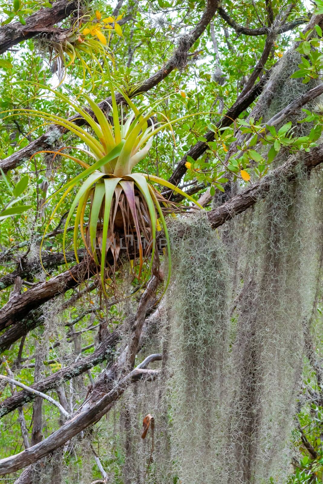 Epiphytic plants in a humid mangrove forest in Florida, bromeliads on the birch trees