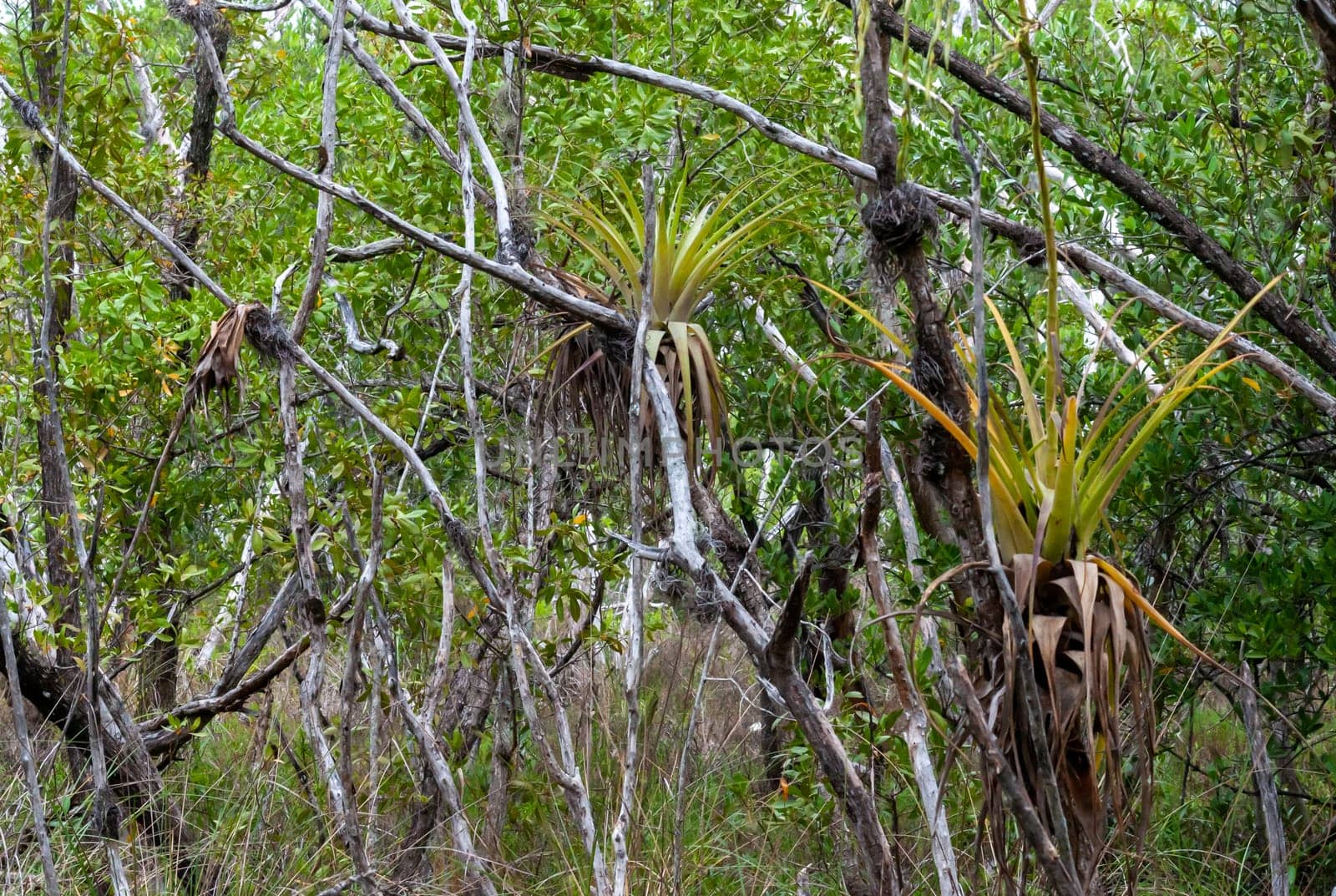 Epiphytic plants in a humid mangrove forest in Florida, bromeliads on the birch trees