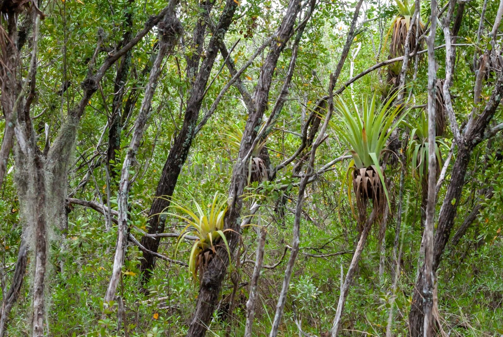 Epiphytic plants in a humid mangrove forest in Florida, bromeliads on the birch trees