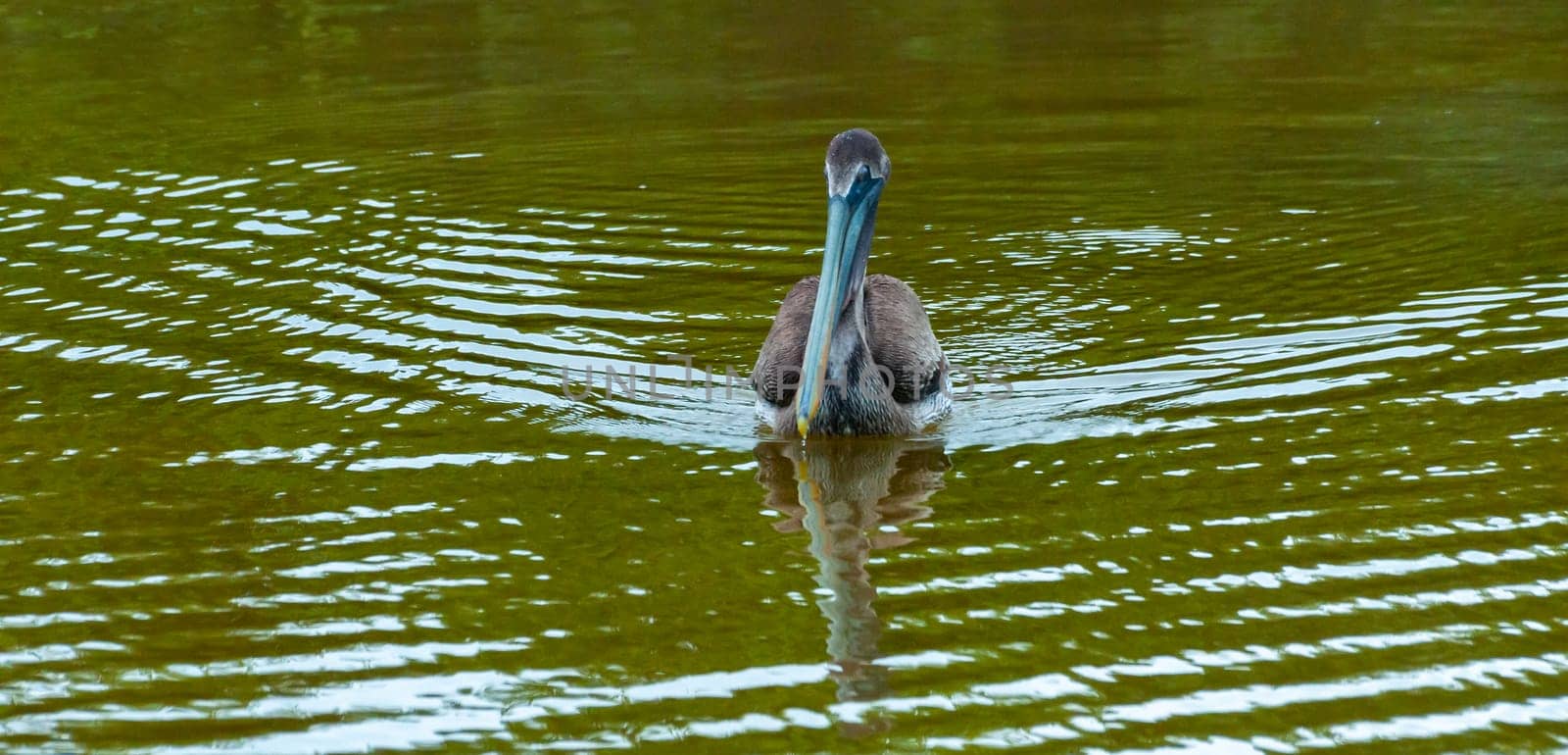 Brown Pelican (Pelecanus occidentalis), an adult bird swims in the Gulf of Mexico, Florida by Hydrobiolog