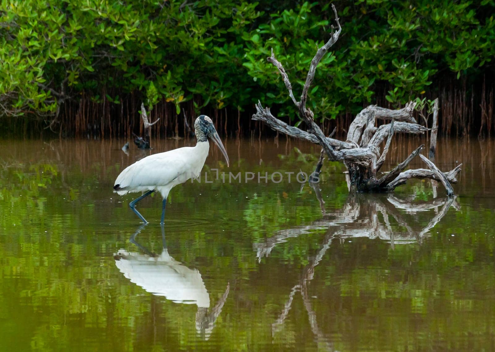 Wood Stork (Mycteria americana) is a large American wading bird in the stork family Ciconiidae, Florida