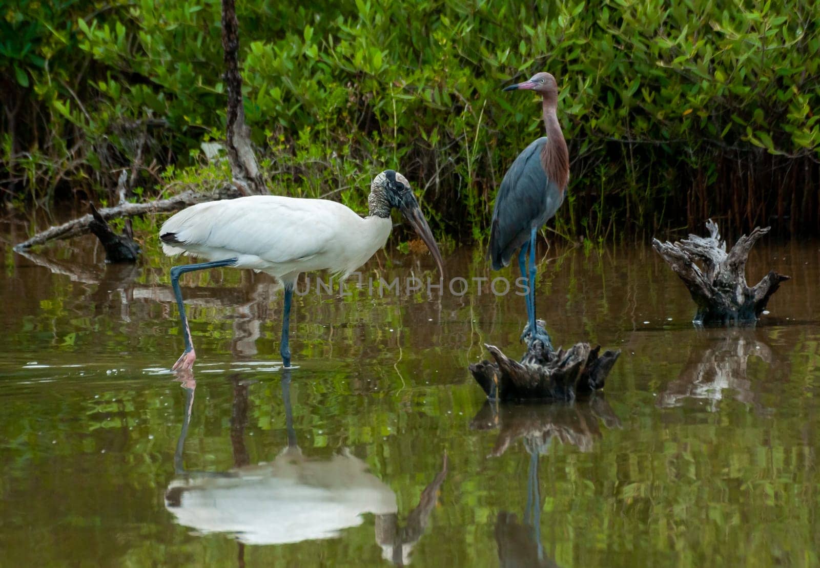 Wood Stork (Mycteria americana) is a large American wading bird in the stork family Ciconiidae, Florida