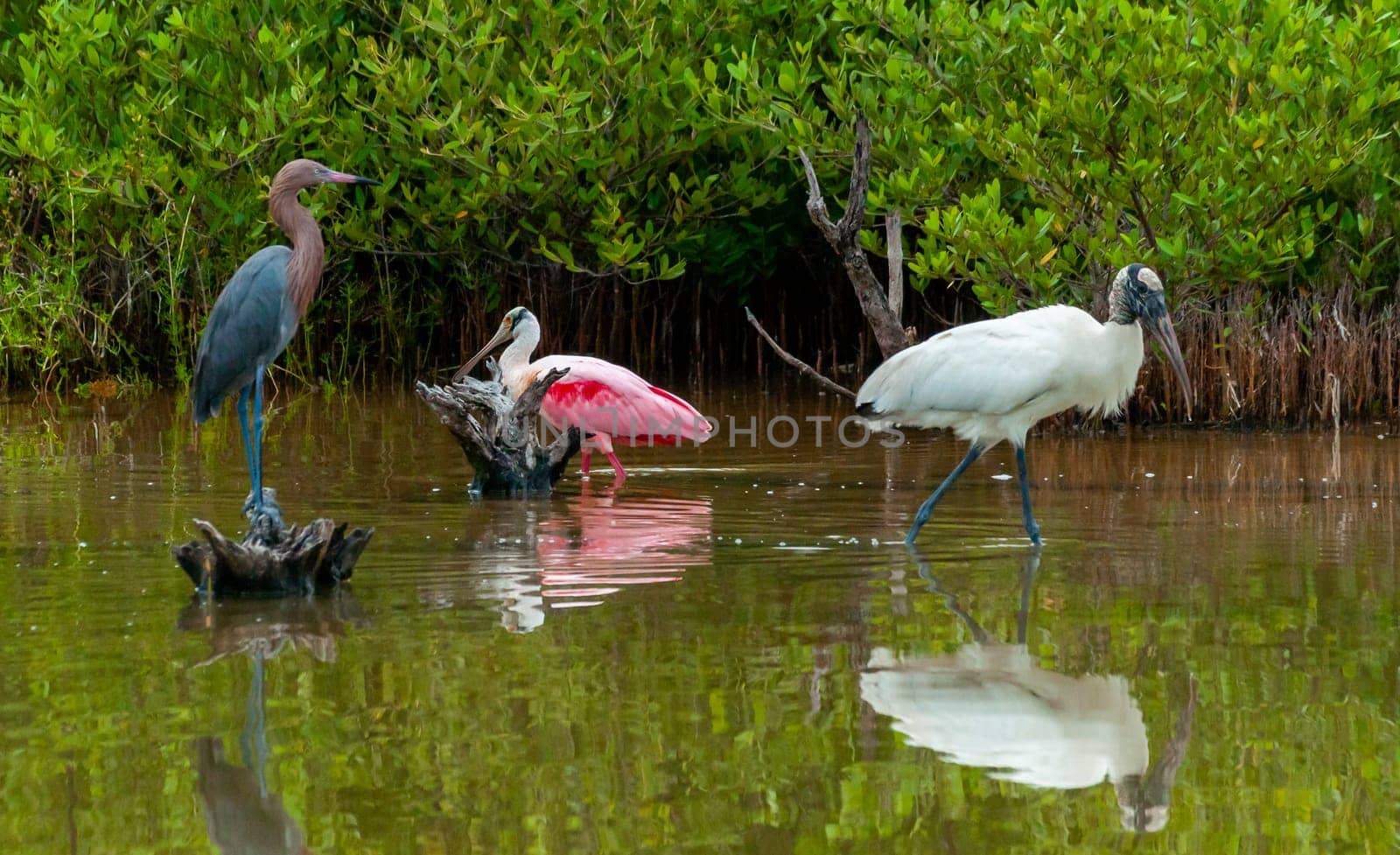 Wood Stork (Mycteria americana) and Roseate Spoonbill (Platalea ajaja) wading in a Florida marsh while foraging for food 