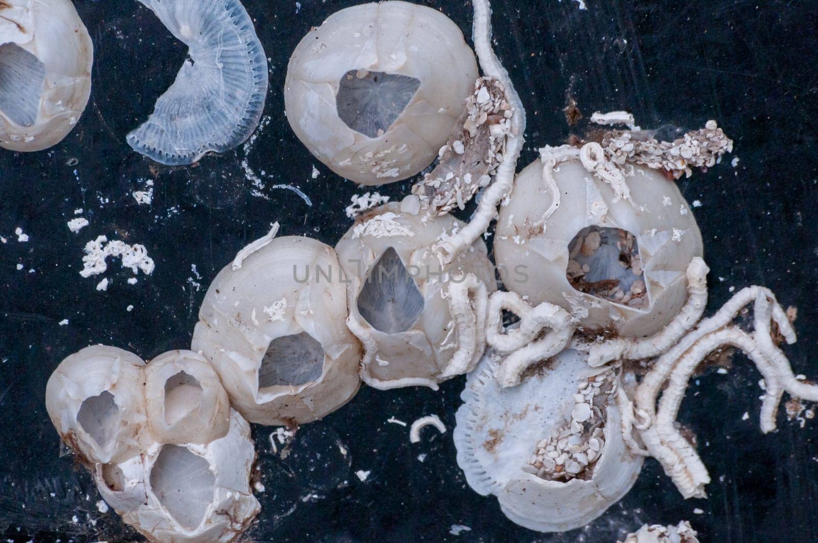 Empty shellfish (Balanus sp.) and white tubules of sea worms